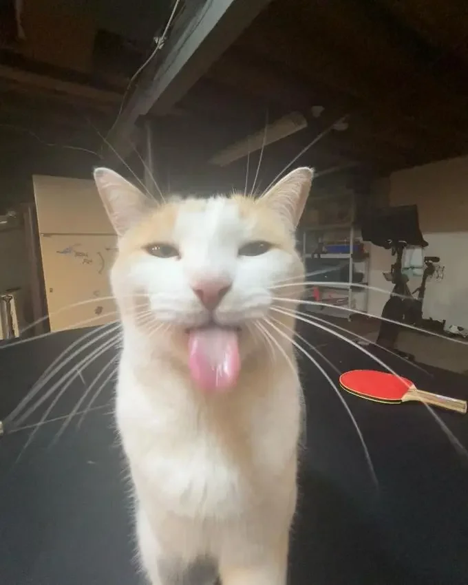 Meme cat with tongue out